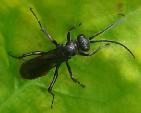 Pompilidae? S.